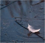 Carl Ellis - Feather on Ice